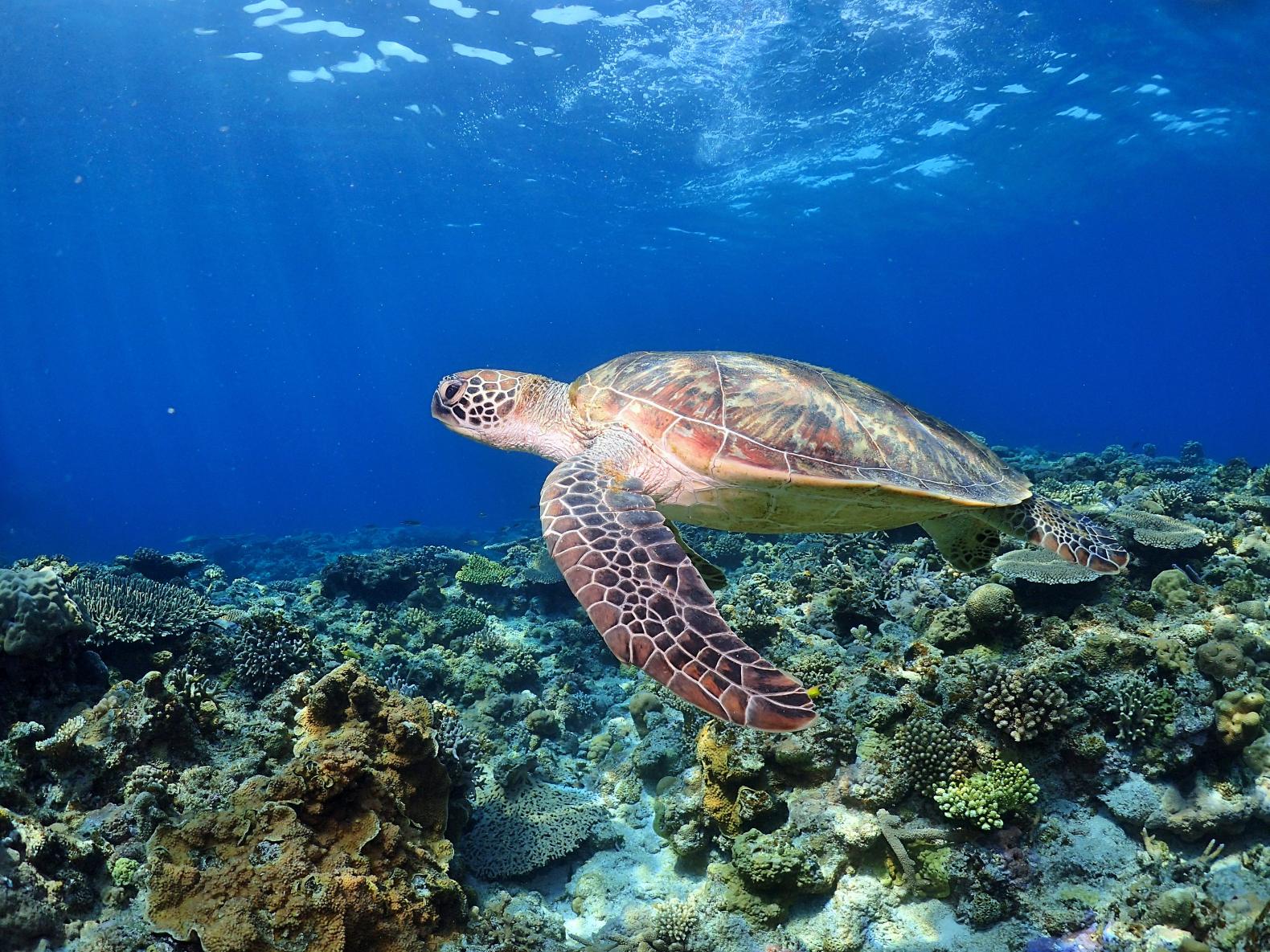 海の生物図鑑-1