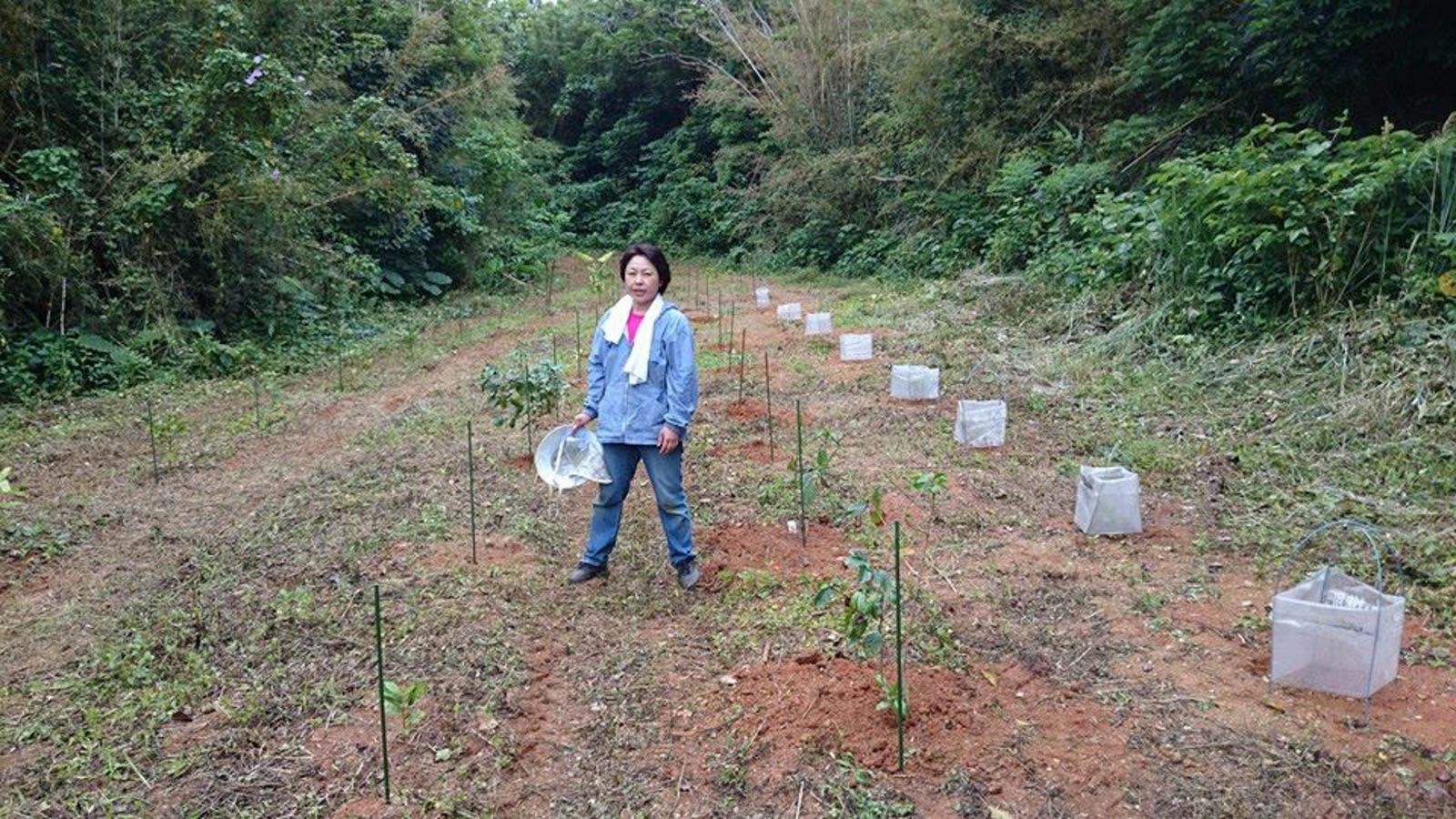 国内最大級コーヒー農園、挑戦の軌跡-0