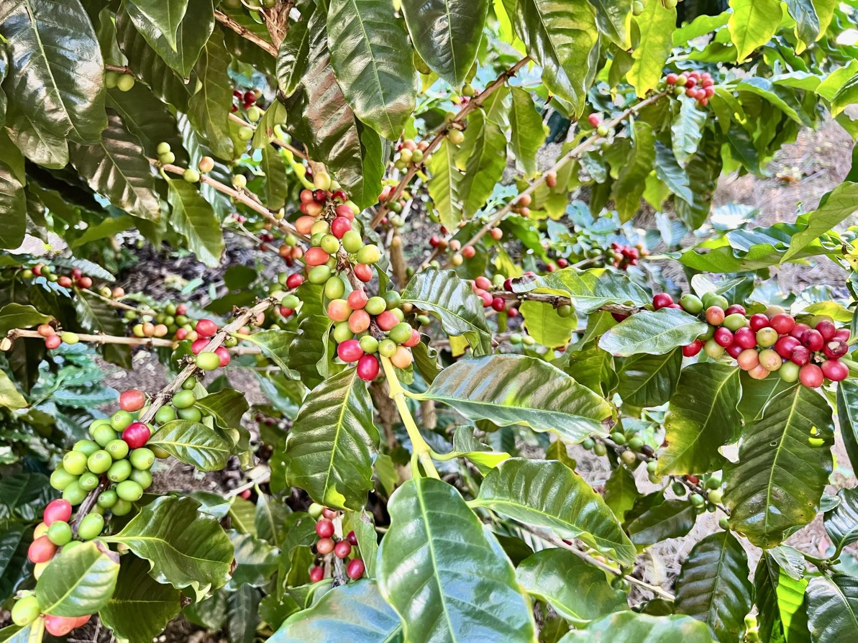 南の島のコーヒー農園-1