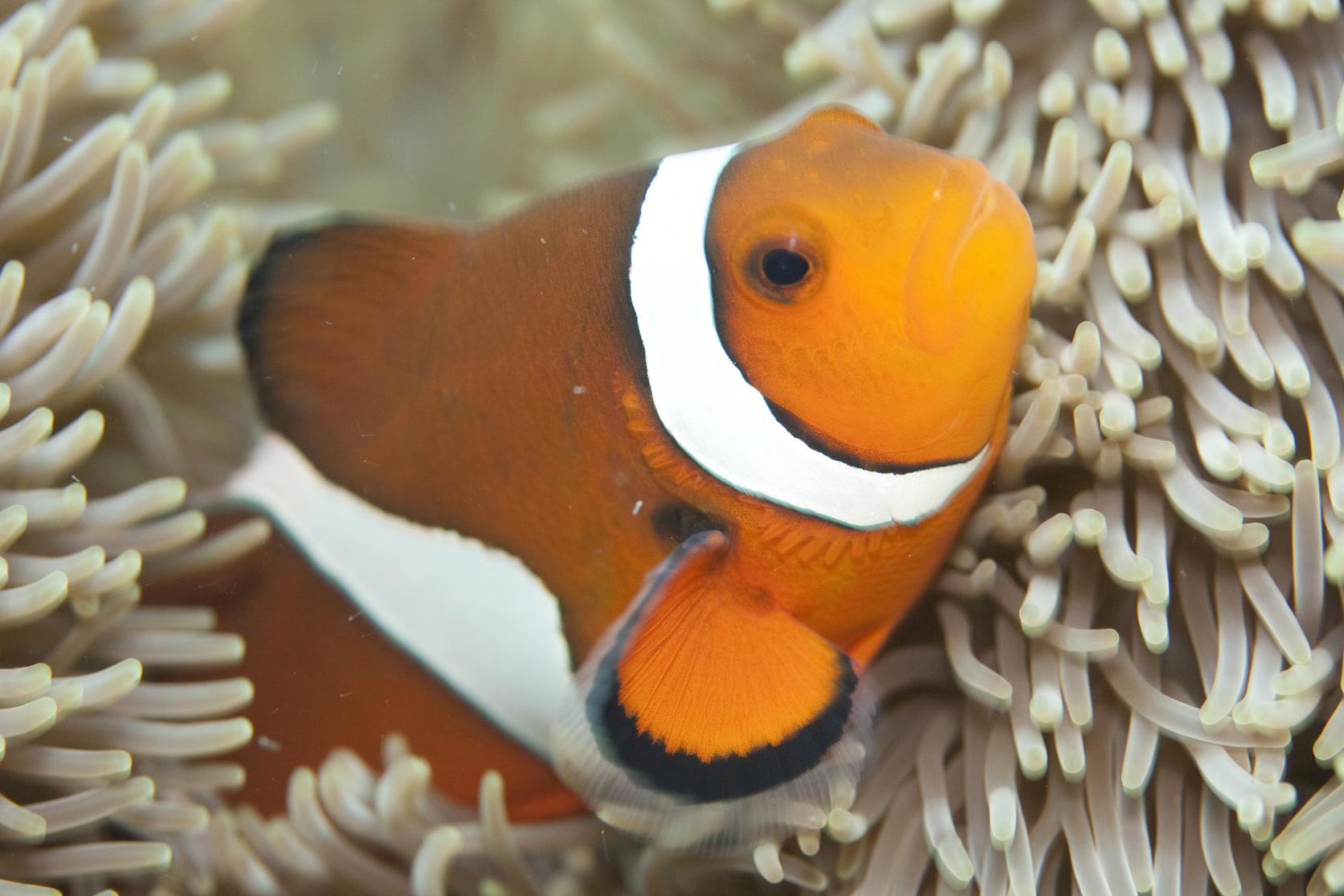 海の生物図鑑-1