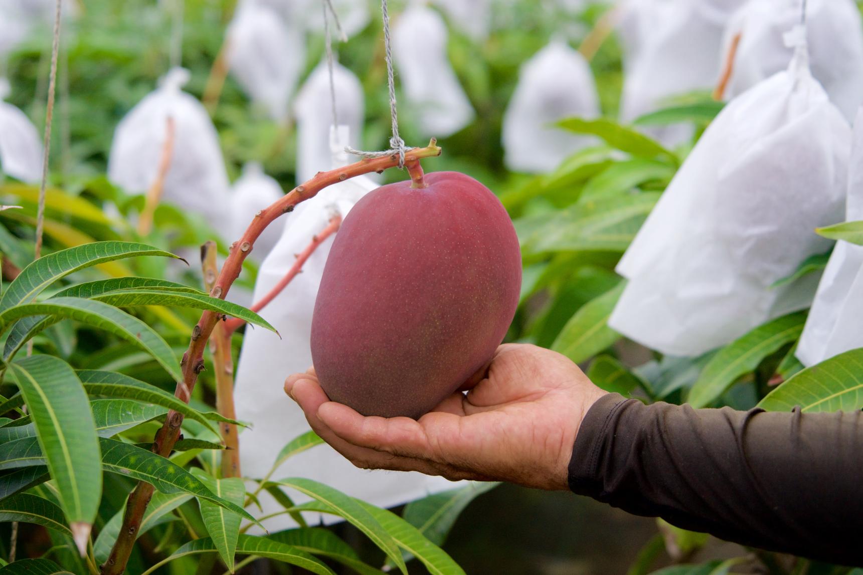 田中マンゴー園-1