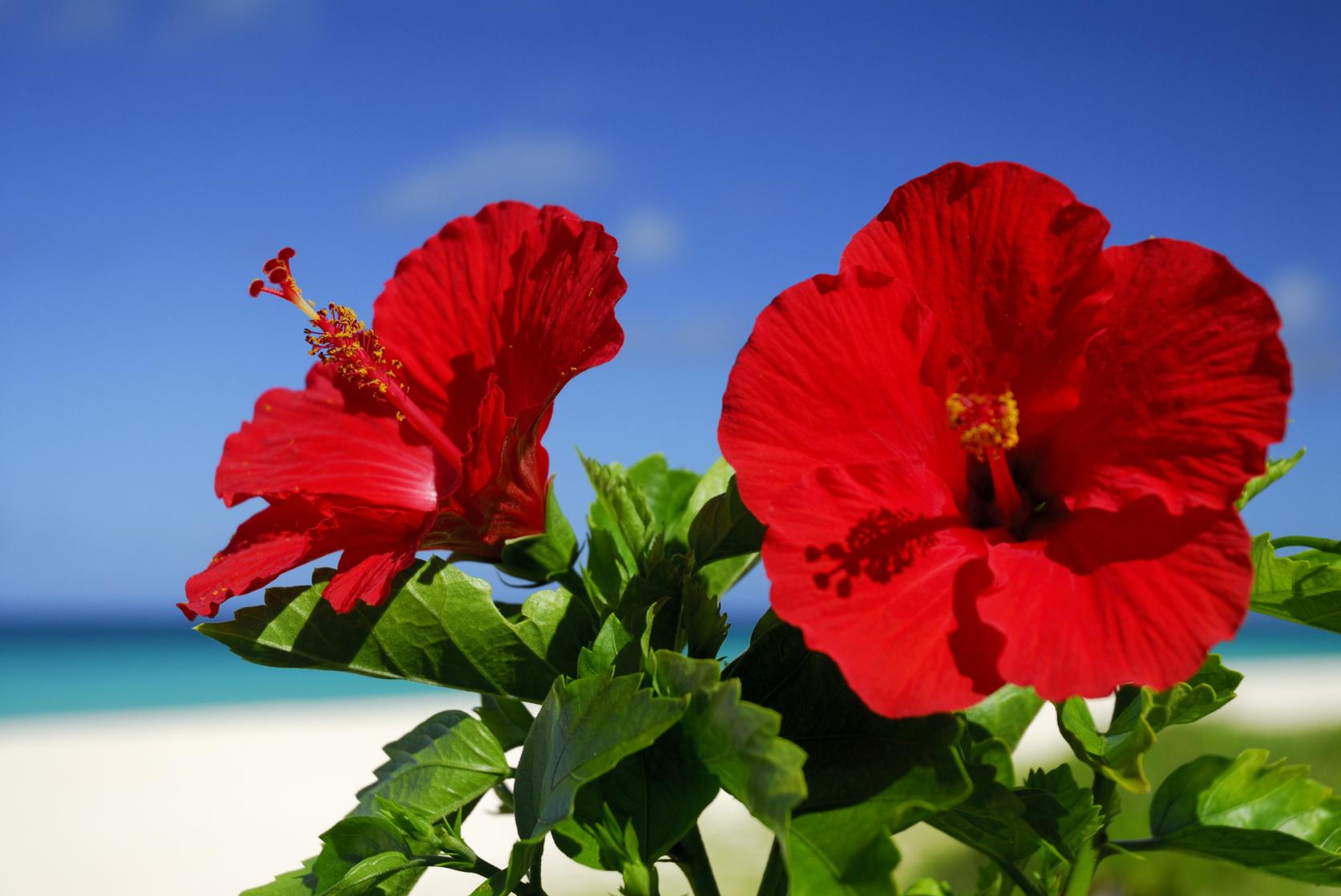 知名商工会飲食店一覧-1